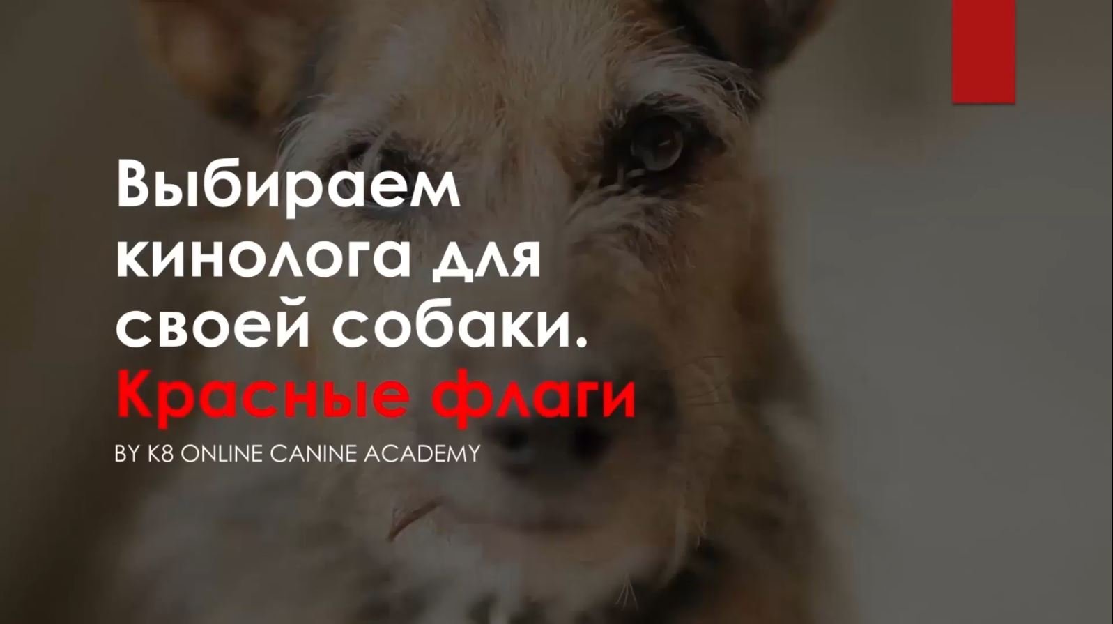 Выбираем кинолога для своей собаки. Красные флаги